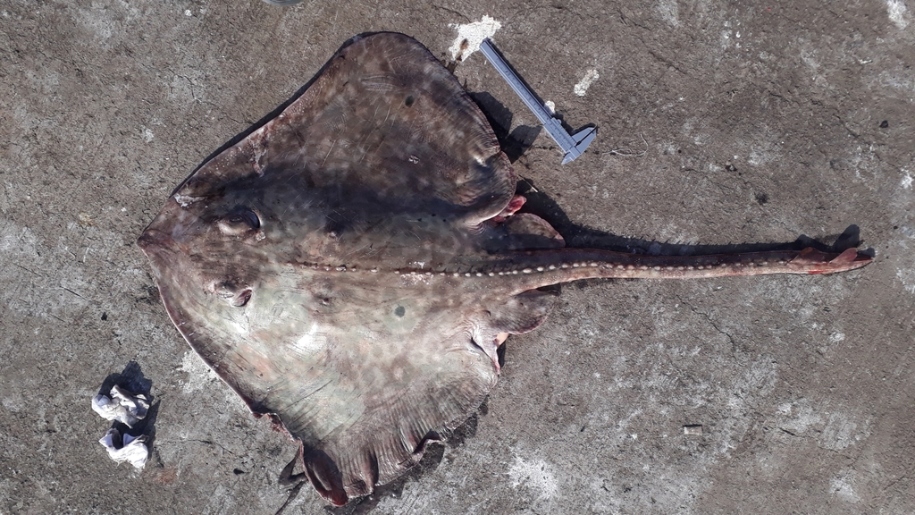 Multispine skate (Bathyraja multispinis) — Arhynchobatidae