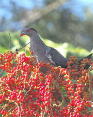 Lopholaimus antarcticus