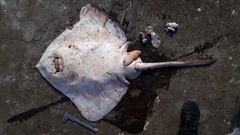 Bathyraja multispinis