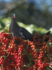 Lopholaimus antarcticus