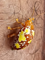 Podontia congregata