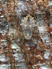 Herennia multipuncta