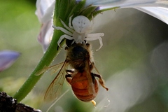 Zygometis xanthogaster