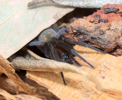 Phyxelididae