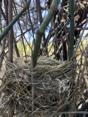 Acrocephalus australis