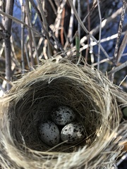 Acrocephalus australis