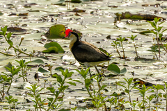 Irediparra gallinacea