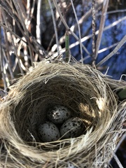 Acrocephalus australis