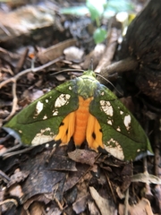 Eudocima hypermnestra