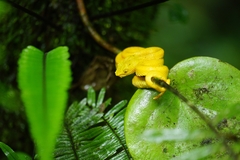 Bothriechis schlegelii