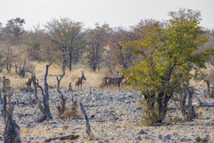 Alcelaphus buselaphus caama