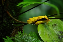 Bothriechis schlegelii