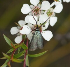 Pollanisus viridipulverulenta