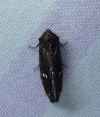 Elusa