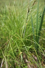 Carex pellita