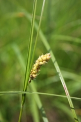 Carex pellita