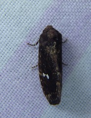 Elusa