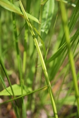 Carex stipata