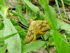 Chrysolarentia correlata