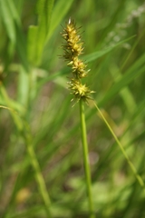 Carex stipata
