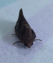 Elusa