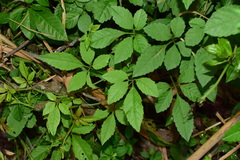 Causonis japonica