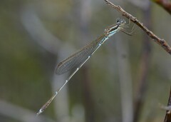 Austrolestes analis