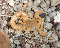 Parabuthus