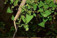 Persicaria perfoliata