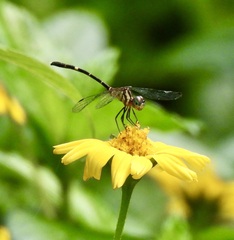 Nannophlebia eludens