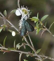 Pollanisus viridipulverulenta