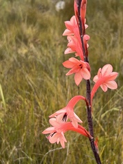 Watsonia fourcadei