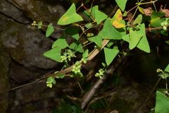 Persicaria perfoliata