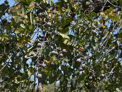 Corymbia setosa