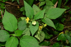 Vigna umbellata
