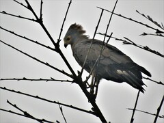 Polyboroides typus typus