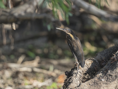 Ixobrychus flavicollis