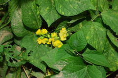 Vigna umbellata
