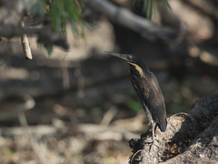Ixobrychus flavicollis