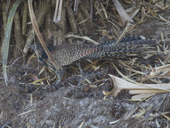Centropus phasianinus