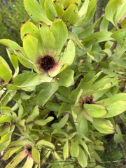 Leucadendron pubibracteolatum