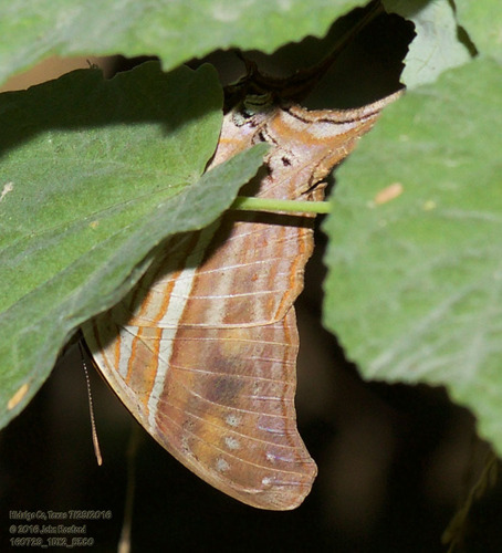 Many-banded Daggerwing photo 6