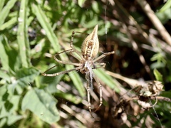 Argiope protensa