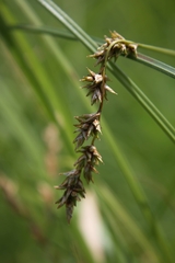Carex prairea