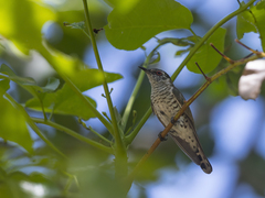 Chrysococcyx minutillus
