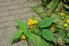 Vigna umbellata