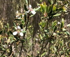Leptospermum coriaceum