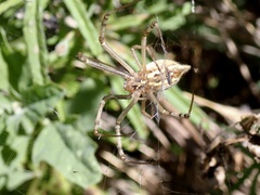 Argiope protensa