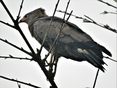 Polyboroides typus typus