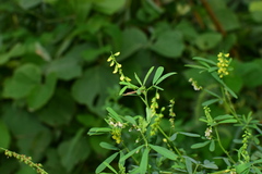 Melilotus officinalis